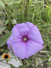 Ipomoea ternifolia ternifolia