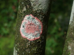 Herpothallon