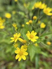 Senecio bombayensis