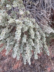 Atriplex confertifolia