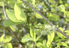 Erythroxylum coca