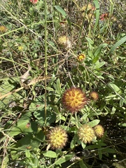 Gaillardia aestivalis