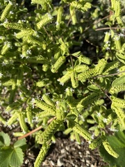 Phacelia