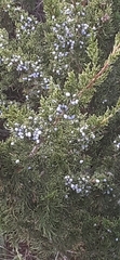 Juniperus virginiana