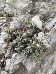 Erigeron allocotus