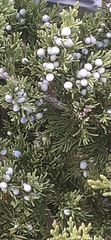 Juniperus virginiana