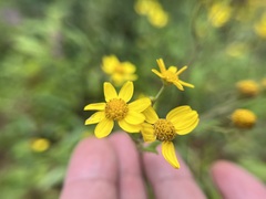 Senecio bombayensis