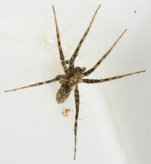 Pardosa mercurialis
