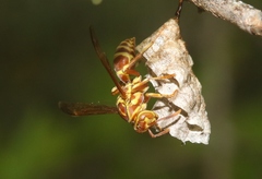 Polistes cubensis
