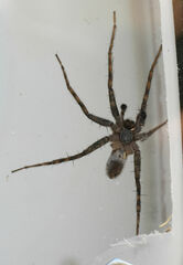 Pardosa mercurialis