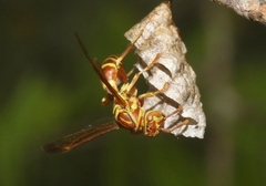 Polistes cubensis