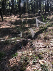 Andropogon ternarius
