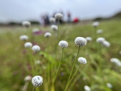 Eriocaulon tuberiferum