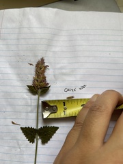 Agastache breviflora