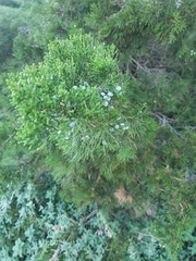Juniperus chinensis