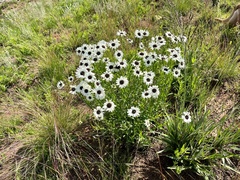 Callilepis laureola
