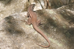 Leiocephalus cubensis