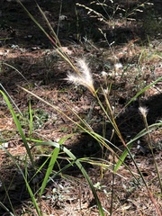 Andropogon ternarius