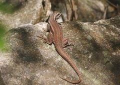 Leiocephalus cubensis