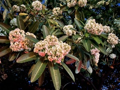 Alstonia scholaris