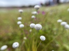 Eriocaulon tuberiferum