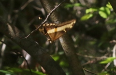 Heraclides andraemon