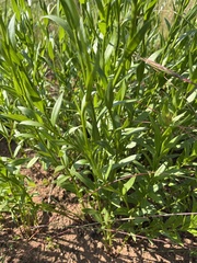 Callilepis laureola