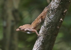 Anolis homolechis