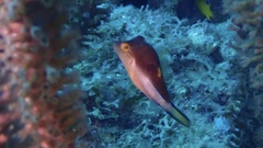 Canthigaster rostrata