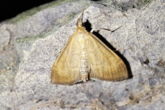 Pyraustini