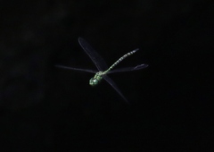 Coryphaeschna adnexa