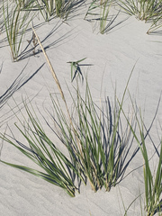 Ammophila breviligulata