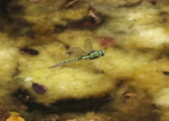 Coryphaeschna adnexa