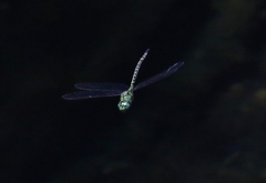 Coryphaeschna adnexa