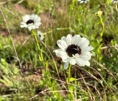 Callilepis laureola
