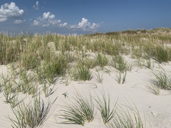 Ammophila breviligulata