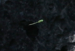 Coryphaeschna adnexa