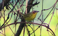 Basileuterus delattrii