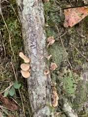 Hapalopilus rutilans