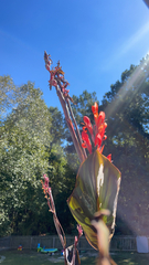 Canna indica