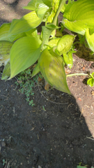 Hosta
