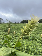 Curcuma caulina