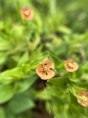 Murdannia lanuginosa