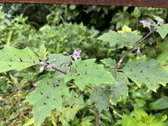 Solanum hovei