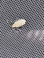 Neolochmaea dilatipennis