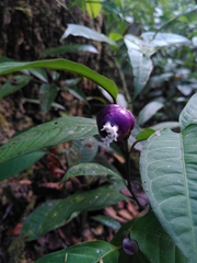 Palicourea apoda