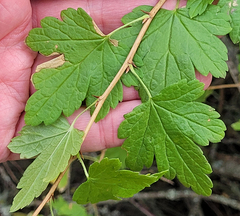 Ribes divaricatum