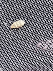 Neolochmaea dilatipennis