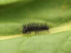 Lymantria dispar