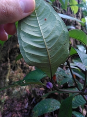 Palicourea apoda